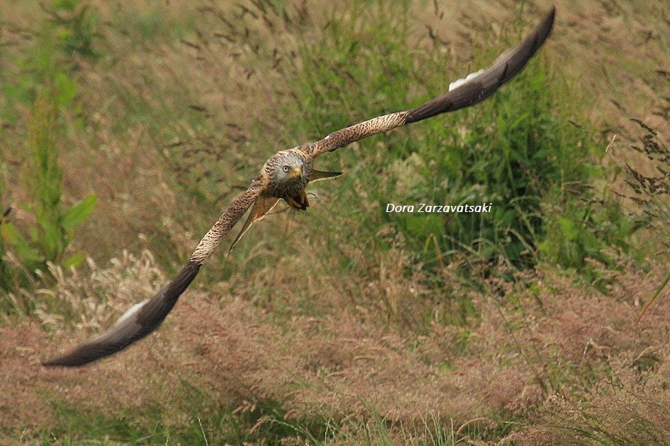 Red Kite