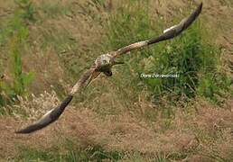 Red Kite