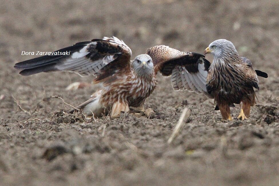 Red Kite