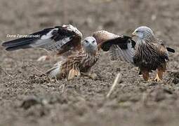 Red Kite