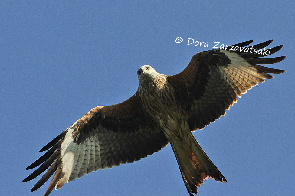 Red Kite