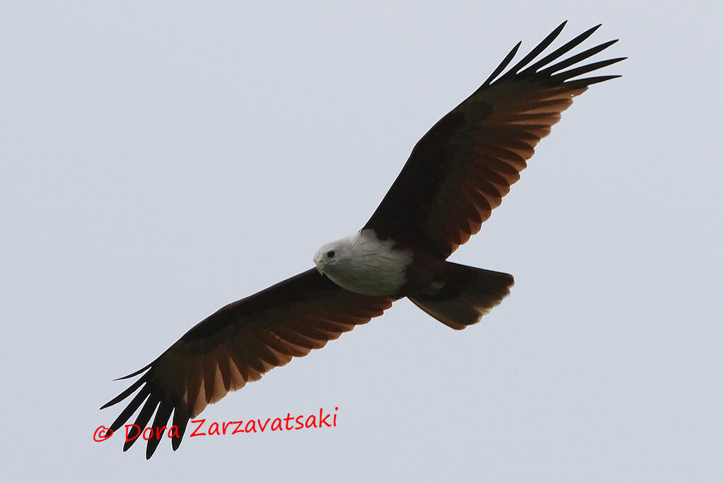 Brahminy Kiteadult, identification