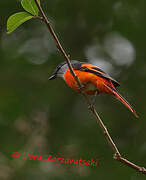 Minivet mandarin