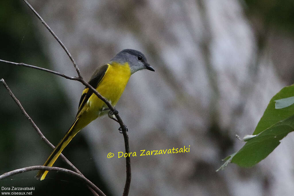 Grey-chinned Minivet female adult, identification