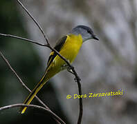 Minivet mandarin