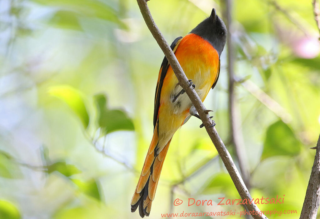 Minivet oranor mâle adulte, identification