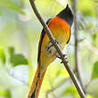 Minivet oranor