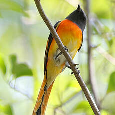 Minivet oranor