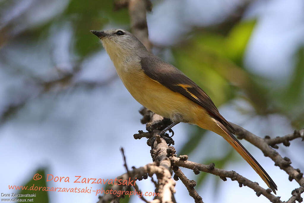 Small Minivet female adult, identification