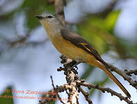 Minivet oranor