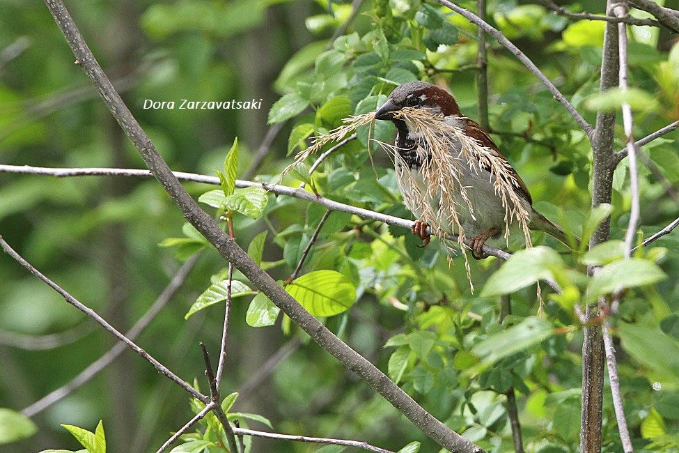 House Sparrow