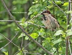 Moineau domestique