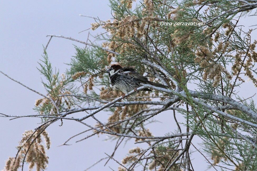 Spanish Sparrow