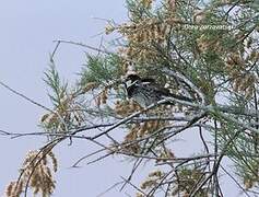 Spanish Sparrow