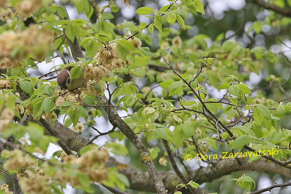 Eurasian Tree Sparrow