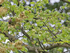 Eurasian Tree Sparrow