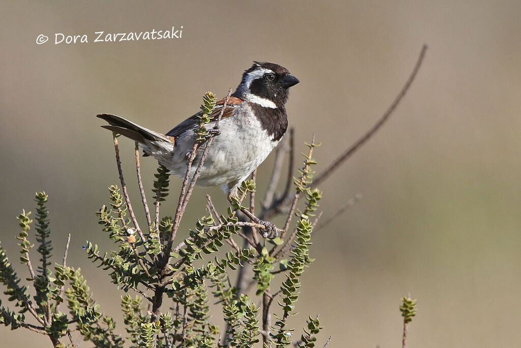 Cape Sparrow male adult breeding, identification