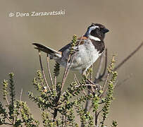 Cape Sparrow