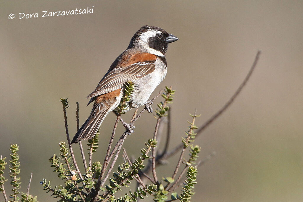 Cape Sparrow male adult breeding, identification