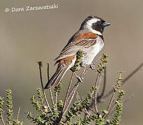 Cape Sparrow