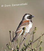 Cape Sparrow