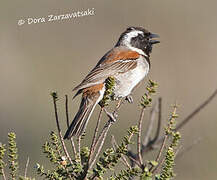 Cape Sparrow