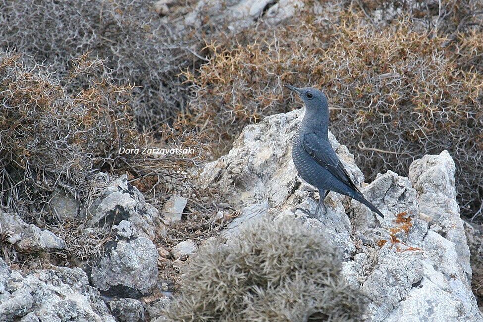 Blue Rock Thrush male adult breeding