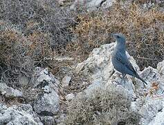 Blue Rock Thrush