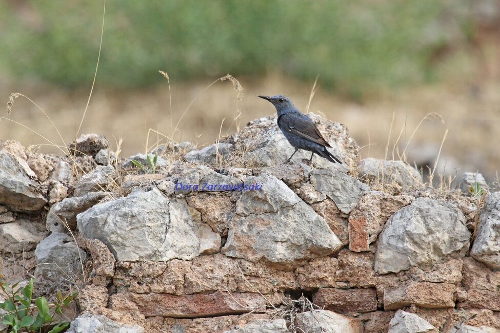 Blue Rock Thrush