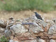 Blue Rock Thrush