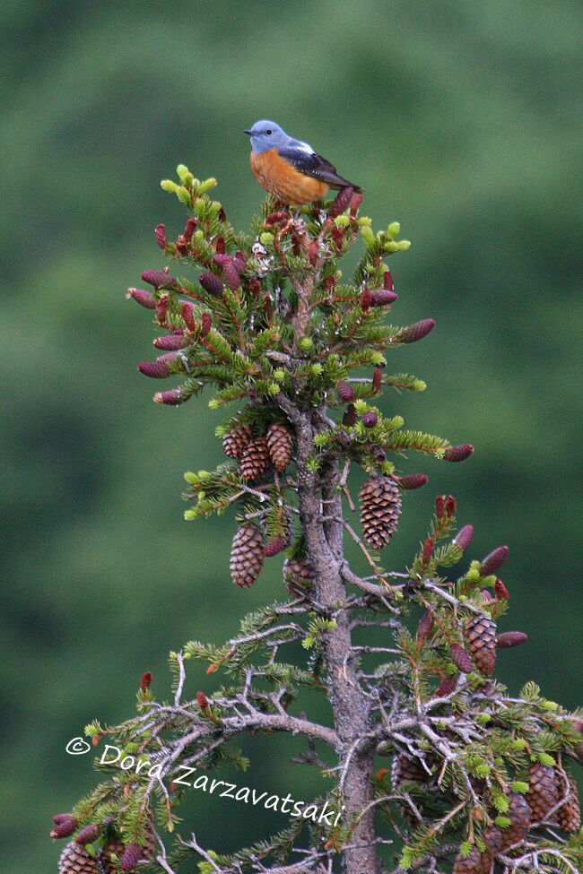 Common Rock Thrush