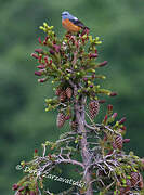 Common Rock Thrush