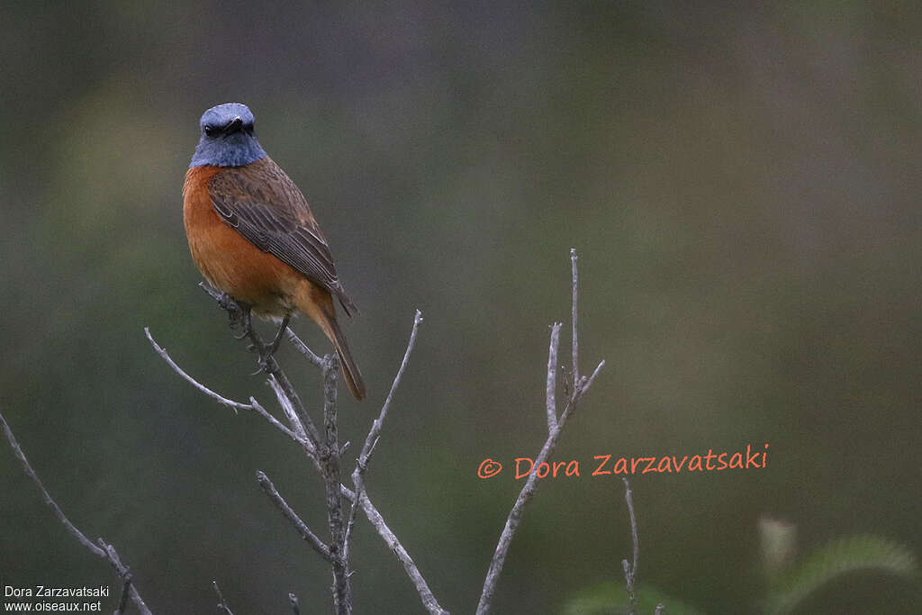 Cape Rock Thrush male adult breeding, close-up portrait