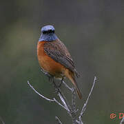 Cape Rock Thrush