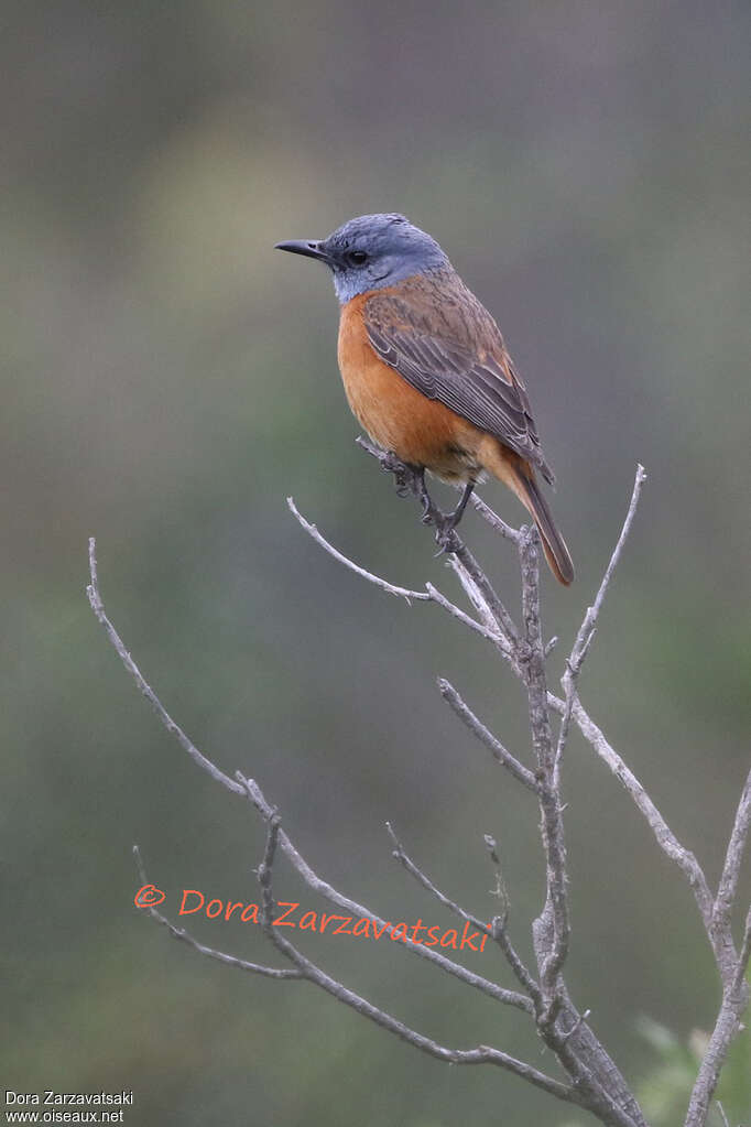 Cape Rock Thrush male adult breeding, identification