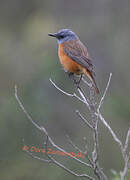 Cape Rock Thrush