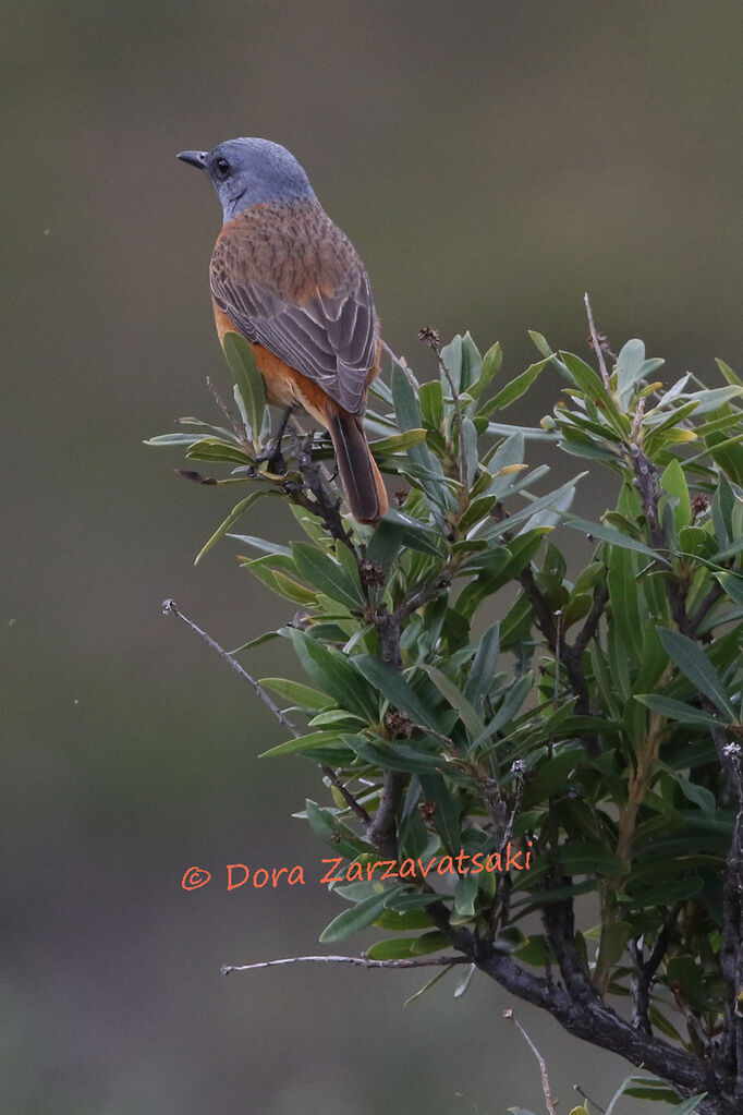 Cape Rock Thrush male adult