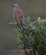 Cape Rock Thrush