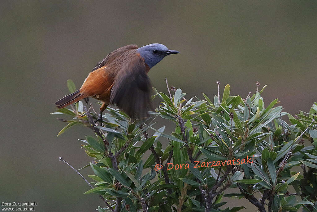 Cape Rock Thrush male adult breeding, pigmentation, Flight