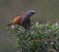 Cape Rock Thrush