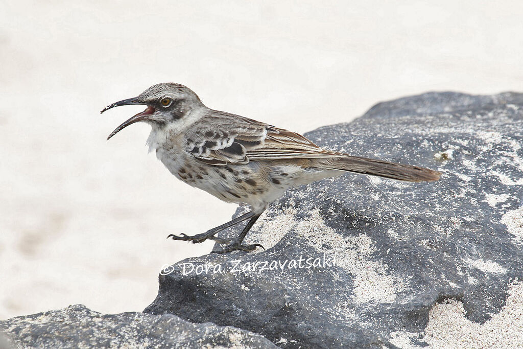 Moqueur d'Espanolaadulte, identification