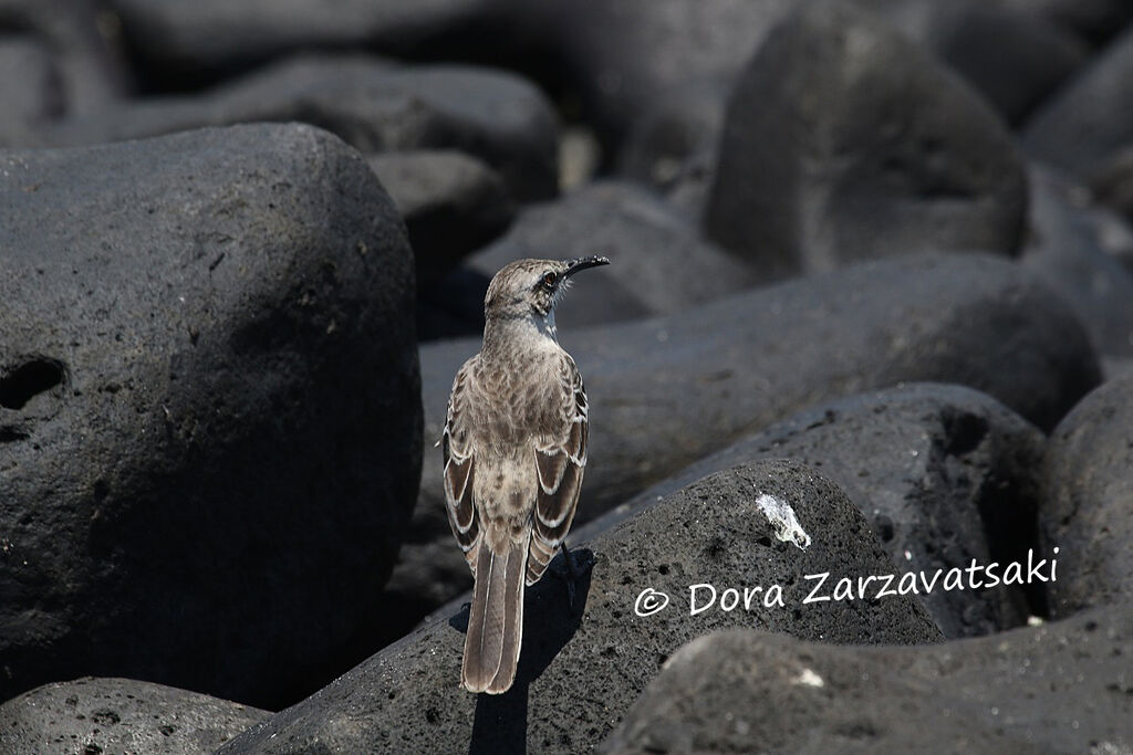 Espanola Mockingbirdadult, identification