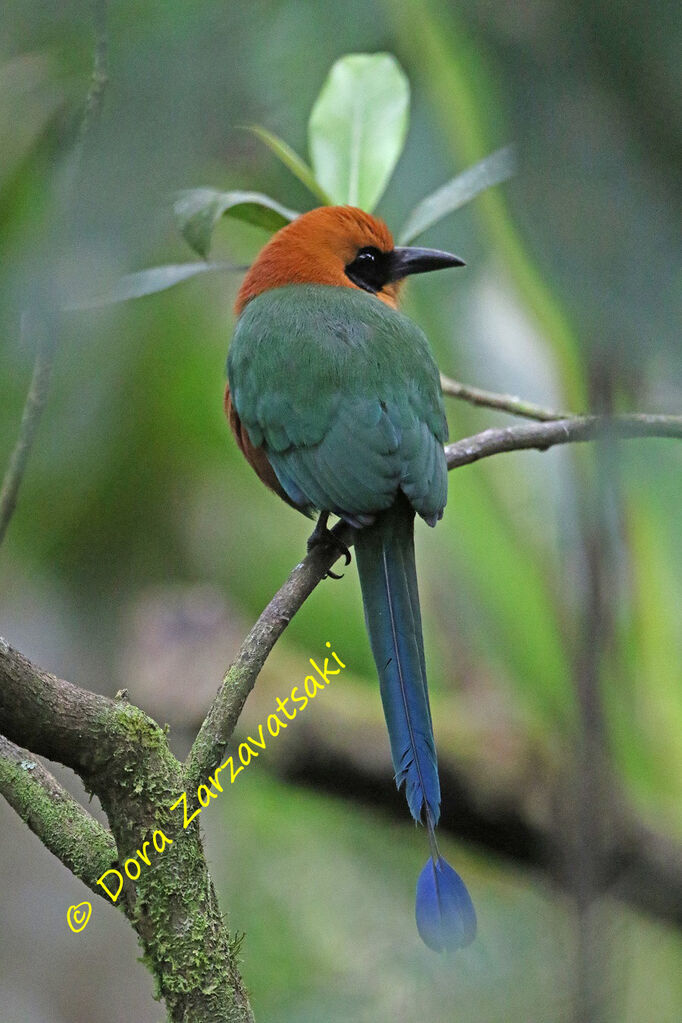 Motmot roux mâle adulte, identification