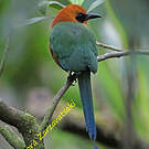 Motmot roux