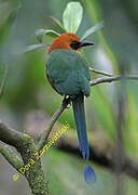 Rufous Motmot