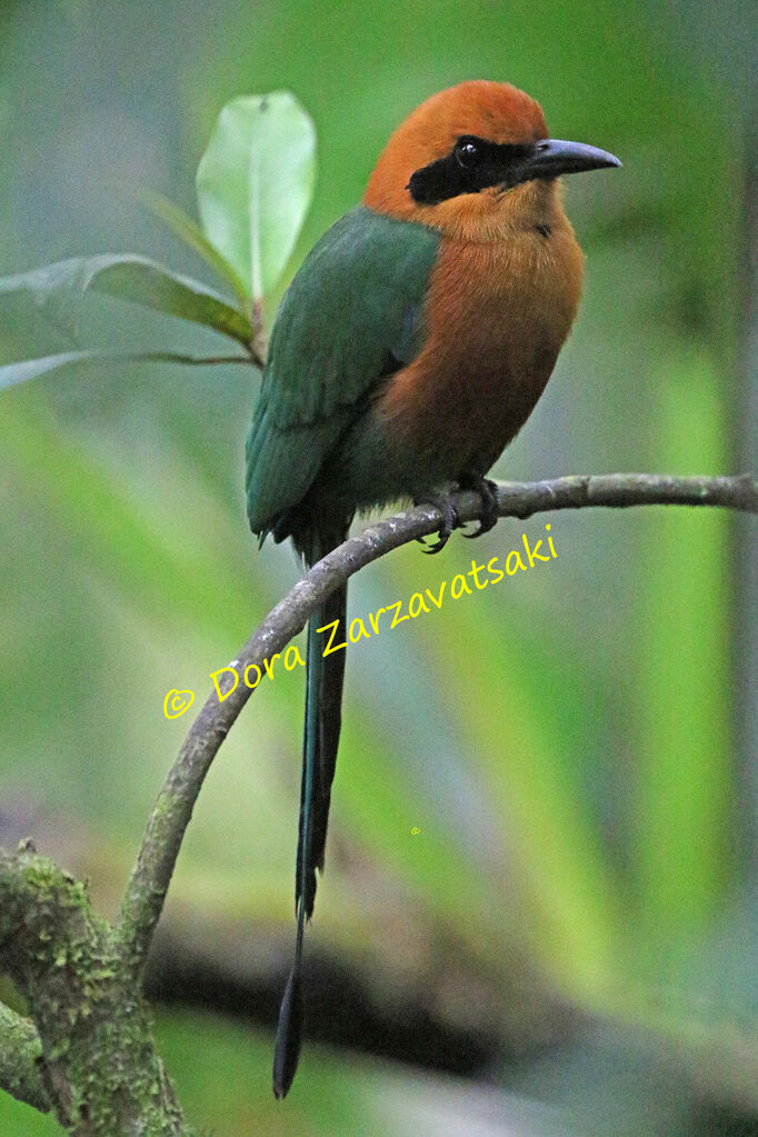 Motmot rouxadulte, identification