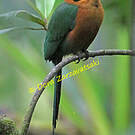 Motmot roux