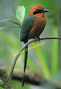 Rufous Motmot