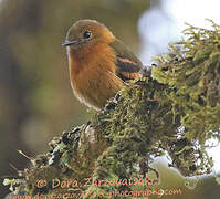 Cinnamon Flycatcher