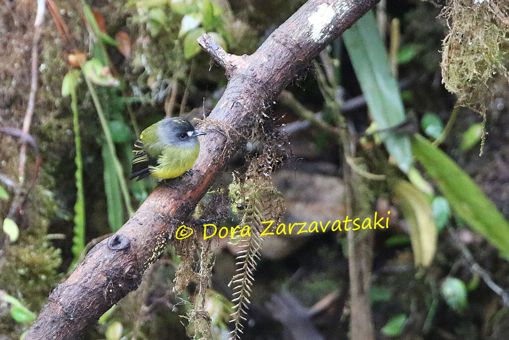 Ornate Flycatcher male adult, identification